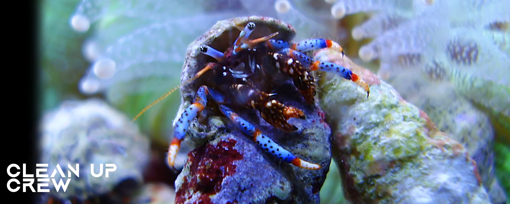 clean up crew reef tank clean up crew reef tank