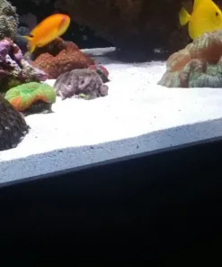 Sand Bed Clean Up Crew Pack