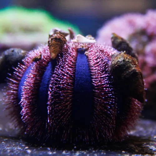 tuxedo urchin