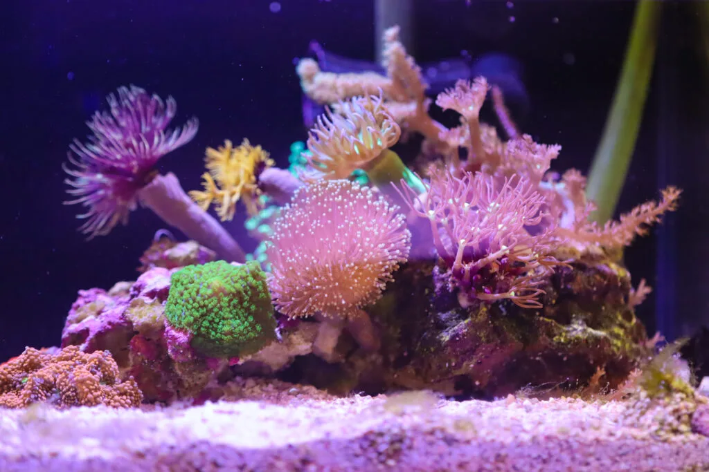 Frag Box Corals