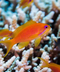 Lyretail Anthias Female