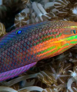 Red Lined Wrasse