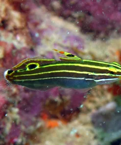 Hectors Goby *Pick up only*