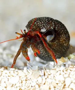 Small Mexican Red Leg Hermits