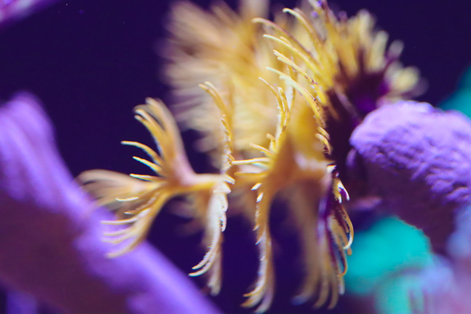 Hawaiin Yellow Feather Duster - Frag Box Corals