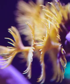 Hawaiin Yellow Feather Duster