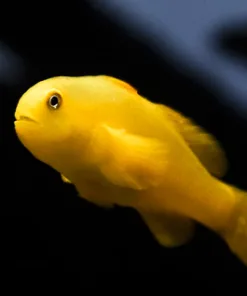 Yellow Clown Goby Red Tail Blenny *arriving monday - pick up only*
