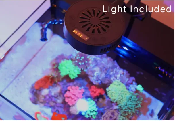 Frag Box Corals