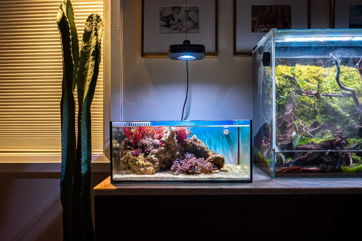 Alex Vella Pico Reef Aquarium