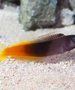 Bicolor Blenny 1 In Stock Quarantined $50