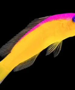 Diadem Dottyback (*arriving monday - pick up only*
