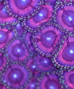 Purple Papaya Zoanthids