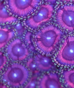 Purple Papaya Zoanthids