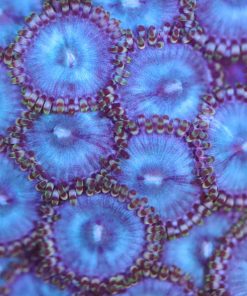 Blueberry Zoanthids