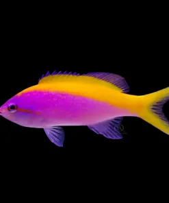 Evansi Anthias