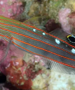 Rainford Goby *Pick up only*