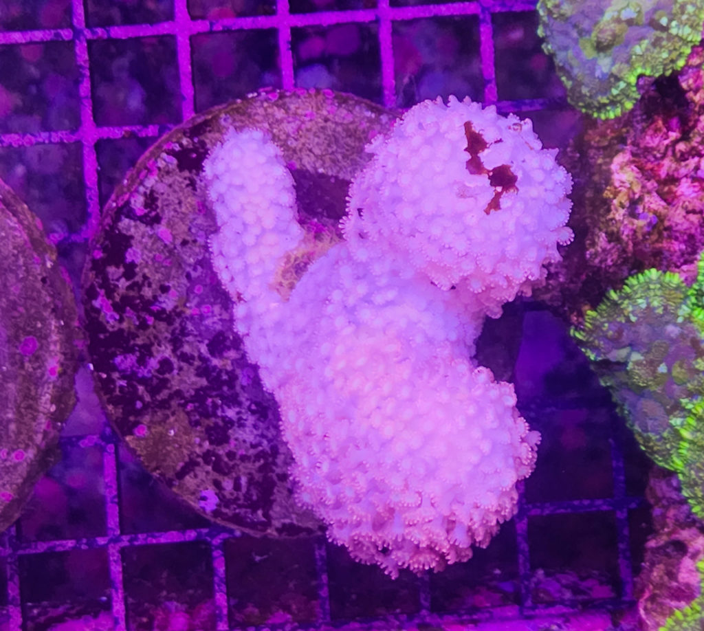 Frag Box Corals