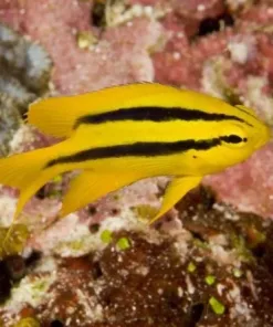 Black And Yellow Chromis