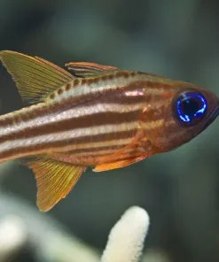 Blue Eye Candycane Cardinal 1 In Stock Quarantined $40
