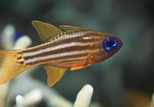 Blue Eye Candycane Cardinal - Frag Box Corals
