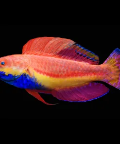 Blue Throat Fairy Wrasse