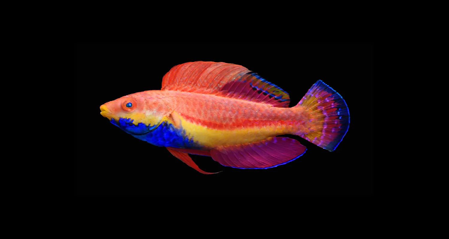 Blue Throat Fairy Wrasse