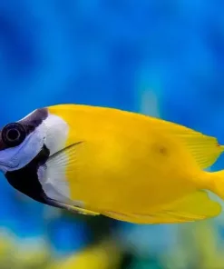 Juvenile Foxface Rabbitfish