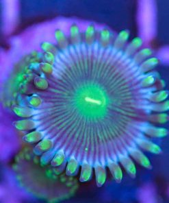Milkyway Zoanthid