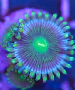 Milkyway Zoanthid
