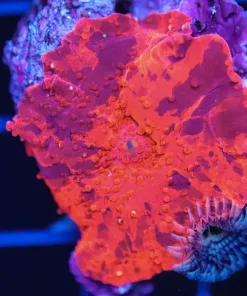 Red Jawbreaker Mushroom