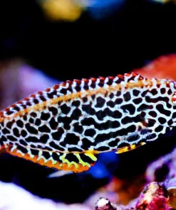 Leopard Wrasse Super Male