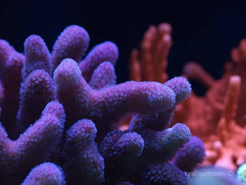 Frag Box Corals