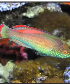 Wysiwyg Pink Margin Fairy Wrasse