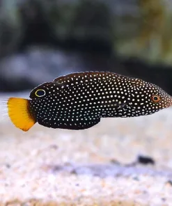 Yellow Tail Tamarin Wrasse