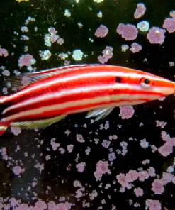 Candy Cane Hogfish