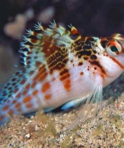 Falco Hawkfish *Pick Up Only* From Our Display Tanks (MV2 & MV3)