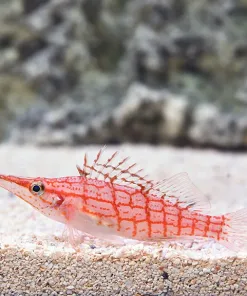 Longnose Hawkfish Purple Fire Goby * pick up noly*