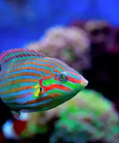 Large Adult Melanarus Wrasse Pick Up Only *MV2