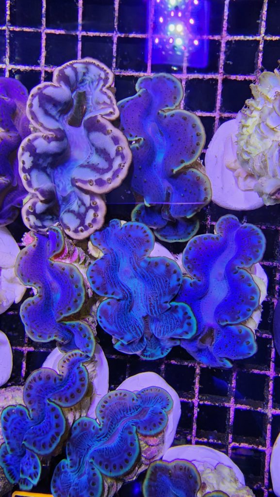 Frag Box Corals