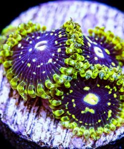 Exosphere Zoanthid
