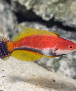 Whip Fin Fairy Wrasse Male
