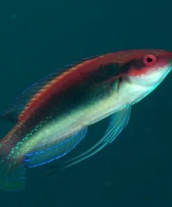 Bluestripe Fairy Wrasse Male