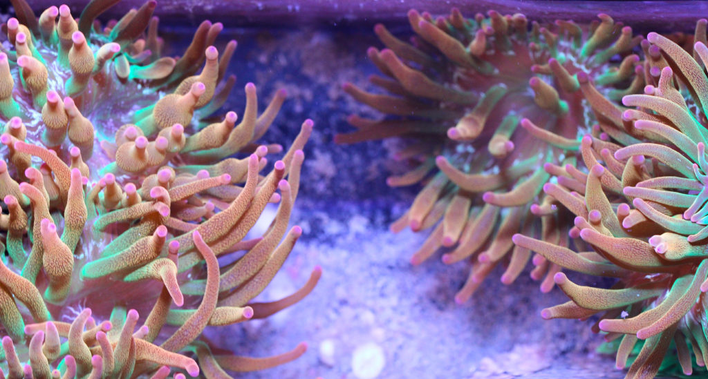 Frag Box Corals