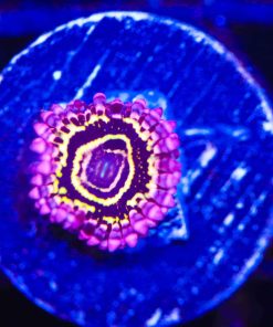 Stratosphere Zoanthid