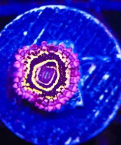 Stratosphere Zoanthid