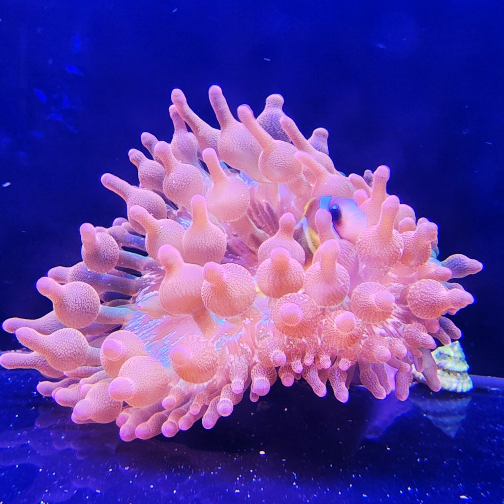 Frag Box Corals