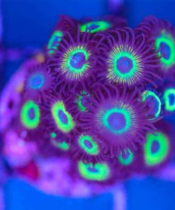 Green Machine Zoas