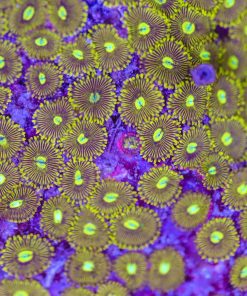 Mayan Sun Zoas