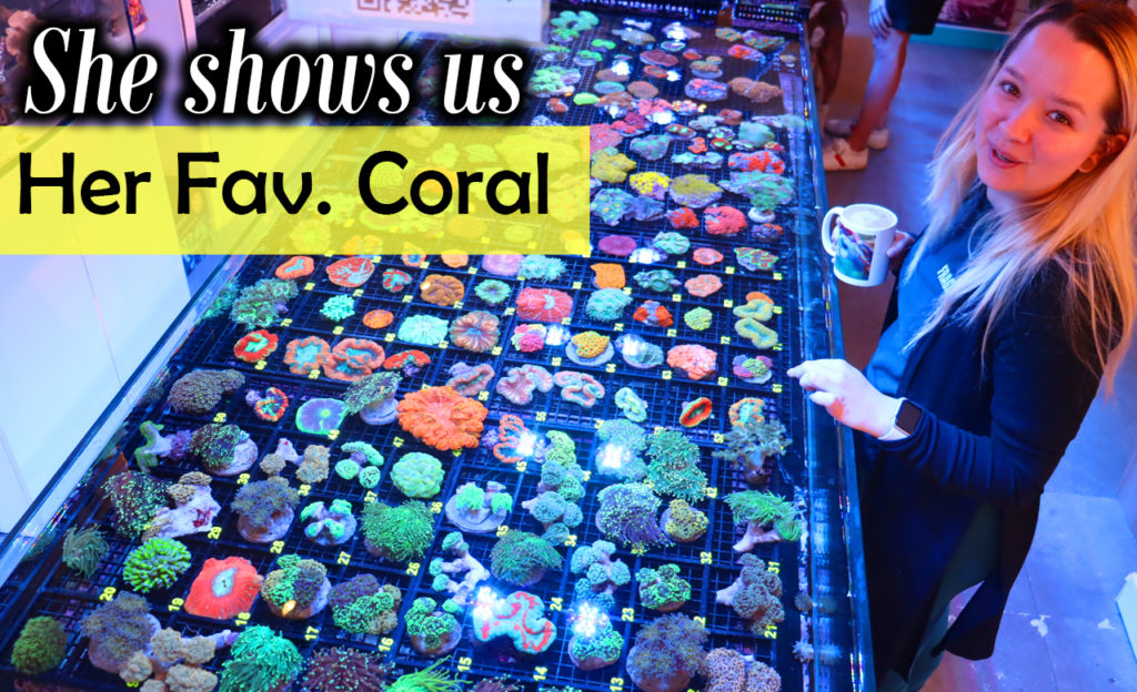 Frag Box Corals