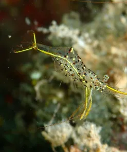 Golden Cleaner Shrimp